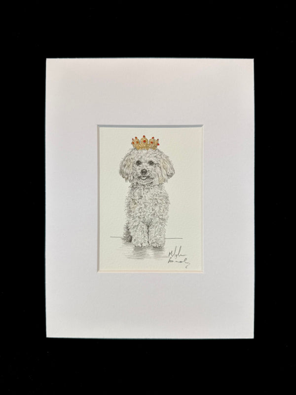 Bichon Frise