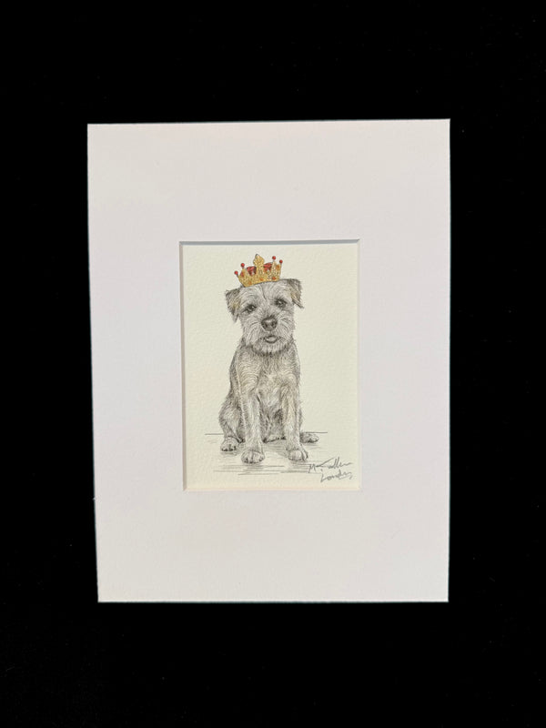 Border Terrier