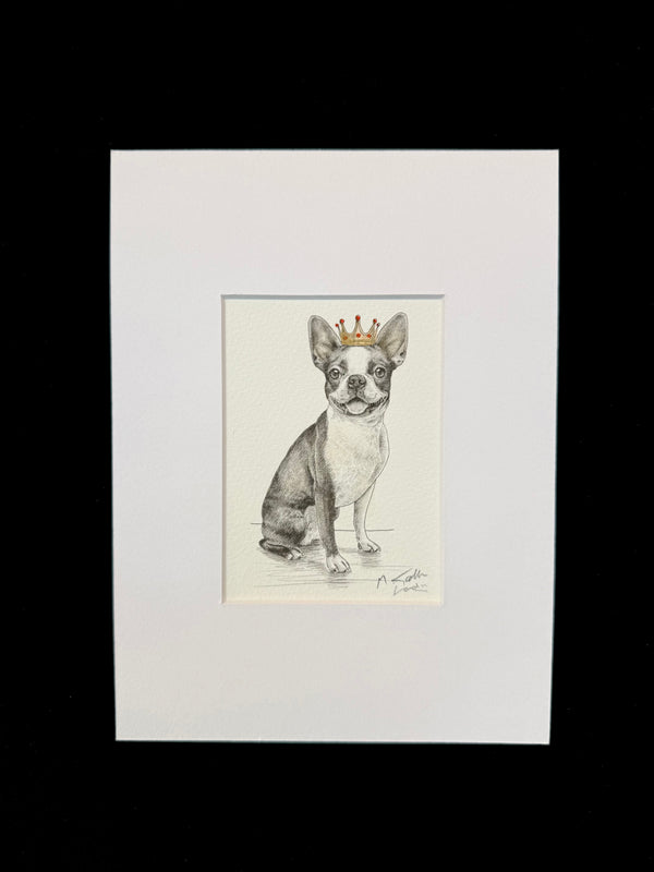 Boston Terrier