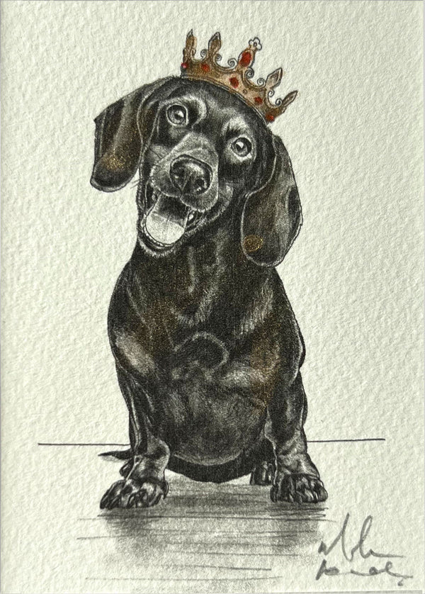 Dachshund