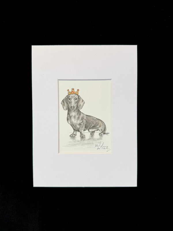 Dachshund