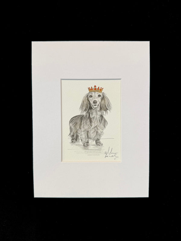 Long Haired Dachshund