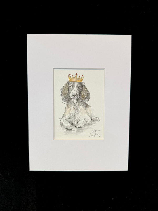 Springer Spaniel