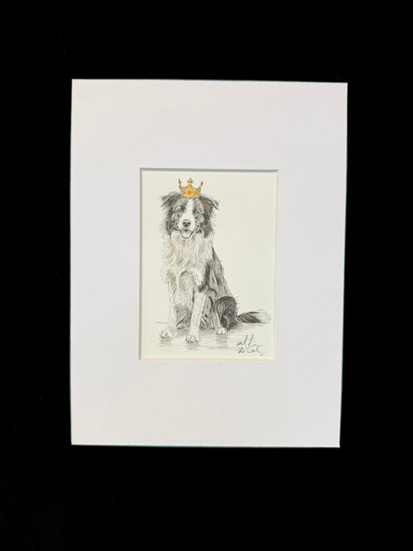 Border Collie
