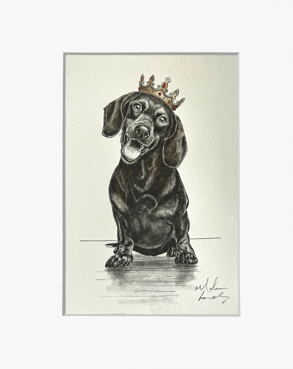 Dachshund